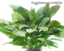 Cryptocoryne tropica